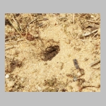 Ammophila sabulosa - Sandwespe 02j 19mm mit Forleulen-Raupe - Panolis flammea.jpg